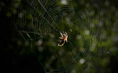 Pourquoi les araignées sont plus fréquentes dans votre maison en automne et en hiver ?