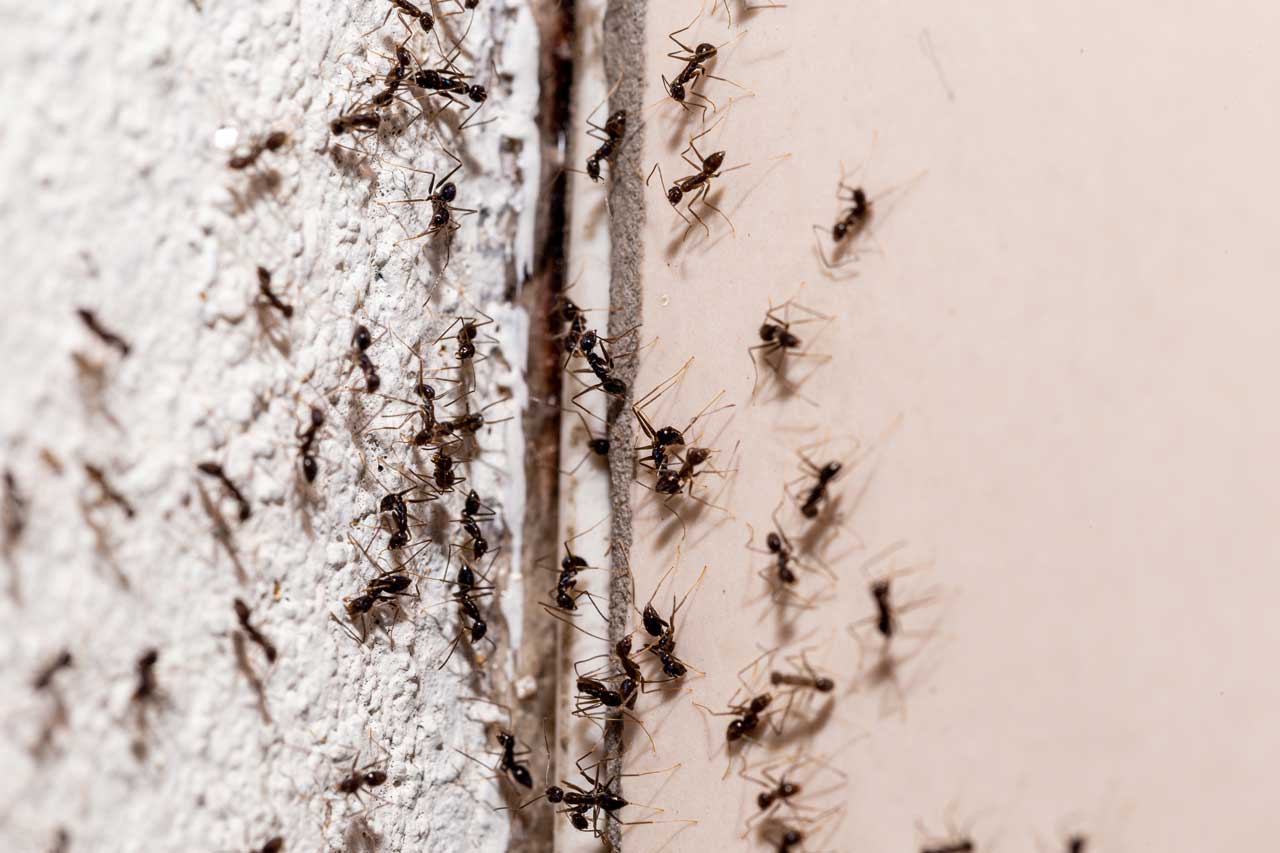 Les fourmis, comment les éviter ? - APA, l'expert antiparasitaire