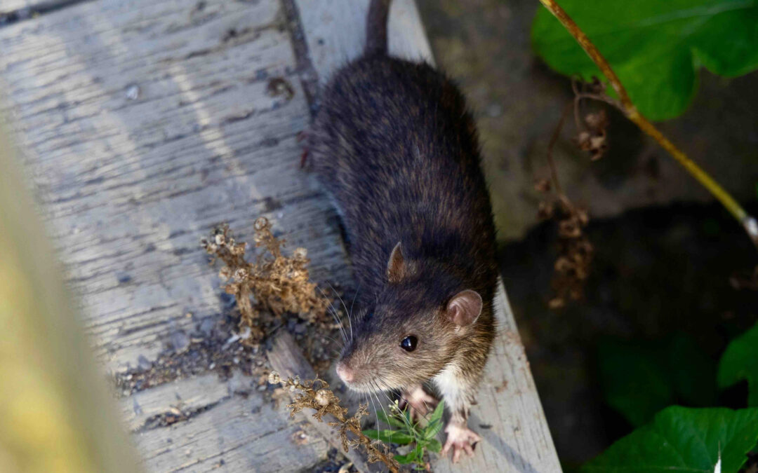 Préparez votre maison pour l’automne : comment prévenir les infestations de rongeurs avant l’hiver