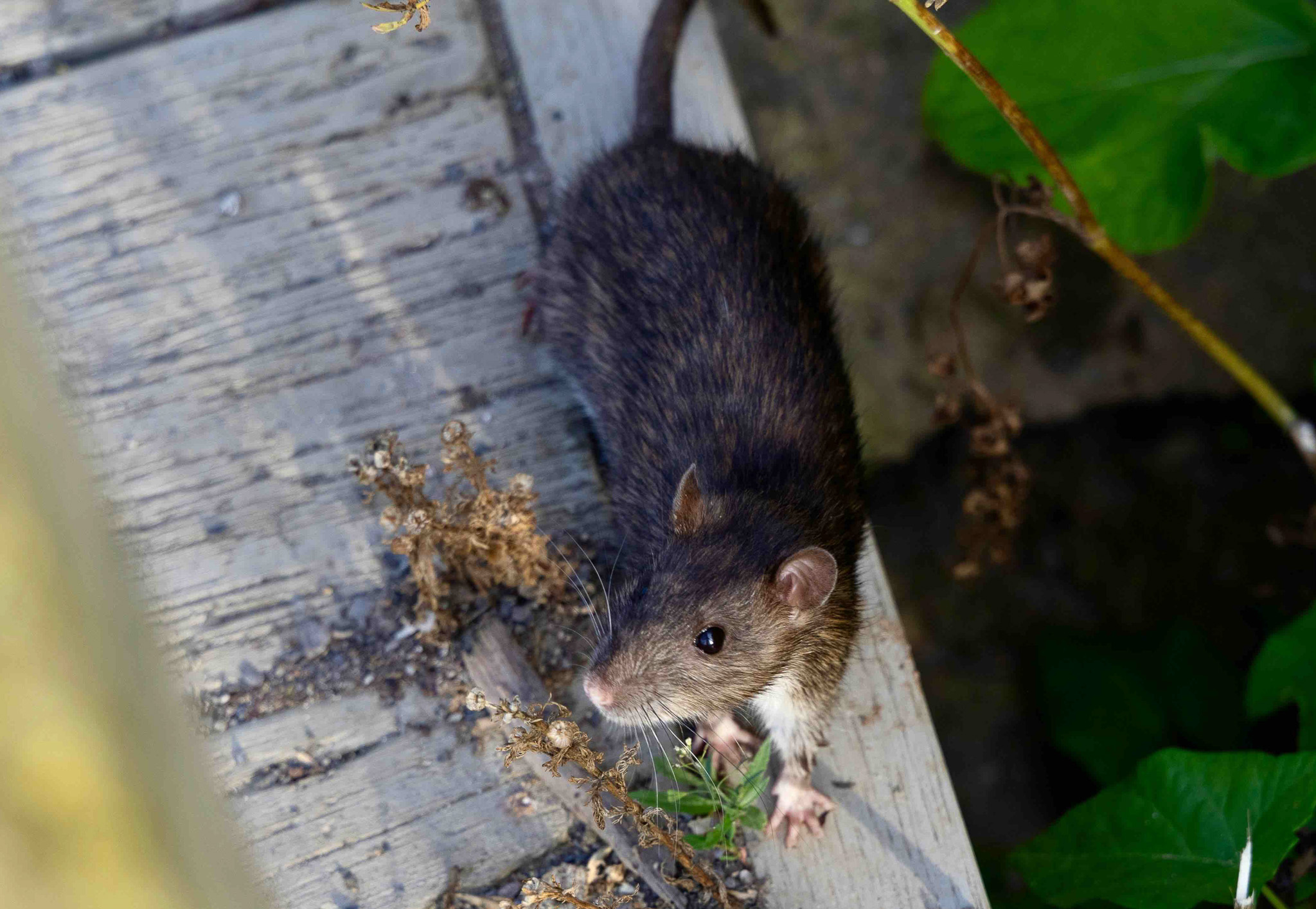 infestation rongeurs hiver