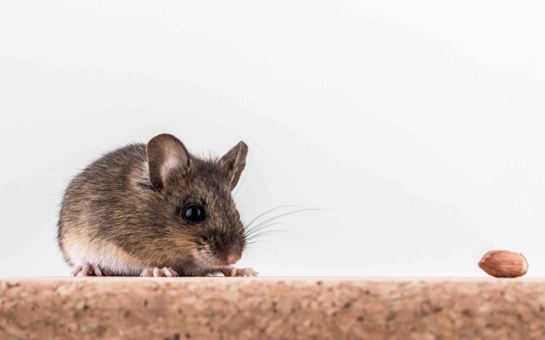 Risques sanitaires posés par les souris : ce que vous devez savoir